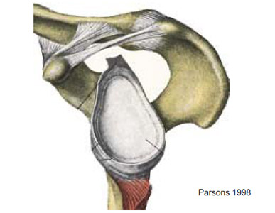 Figure 3 Natural articular surface of the glenoid.