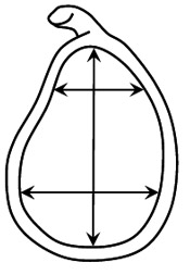 Figure 4 Glenoid surface.