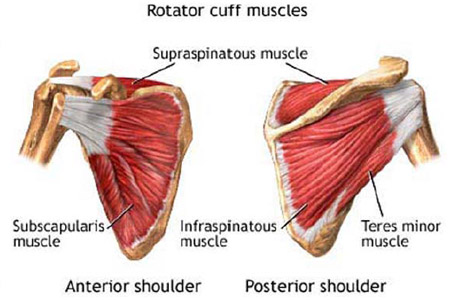 Figure 7 The muscles of the rotator cuff.