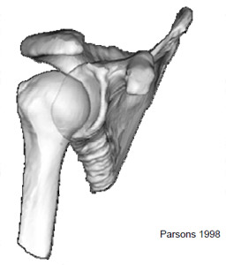 Figure 35 Three dimensional model of the shoulder joint, showing the scapula and humerus bones.