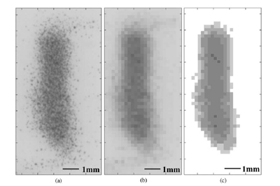 Fig. 2. Analysis of the medium-grade patellofemoral stain for Cat 5 at 200 N. Digital images of (a)