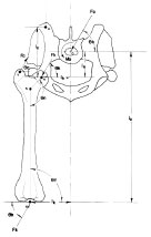 Abb. 2.10: Schemazeichnung auf Basis einer Rntgenaufnahme, aus welcher Abstnde und Winkel gemessen wurden (Abb. nach Arnoczky und Torzilli, 1981).