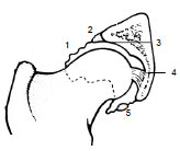 Abb. 2.5: Querschnitt durch das Hftgelenk (Abb. nach Dyce et al., 1991). 1 Gelenkkapsel, 2 Labrum acetabulare, 3 Facies lunata, 4 Lig. capitis ossis femoris, 5 Lig. transversum acetabuli.