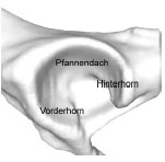 Abb. 3.20: Schematische Darstellung des Acetabulum eines Hundes: Definition der Gelenkflchenabschnitte.