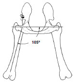 Abb. 3.13: Gliedmaenwinkelung in Relation zum Becken, Ansicht von kaudal, Abduktionswinkel im Hftgelenk in der Transversalebene; (Abb. nach Page et al., 1993).