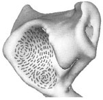 Abb. 4.12: Schematische Darstellung der Spaltlinien des Gelenkknorpels an der Kranialflche eines linken Acetabulum; an Vorderhorn und am kraniolateralen Rand sind die Spaltlinien zirkulr angeordnet.