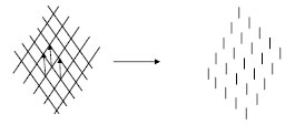 Abb. 5.2: Anordnung der sich berkreuzenden Kollagenfasern der Tangentialfaserschicht des Gelenkknorpels unter Zugbelastung; es bilden sich Spalten aus, die der Vorzugsrichtung der Kollagenfasern entsprechen, die Spaltlinien reprsentieren den Summenvektor der Kollagenfaserausrichtung.