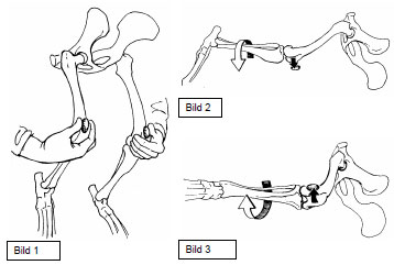 Abb. 6: Bild 1: Palpation der Patellae am stehenden Tier, zur Untersuchung auf me diale oder laterale Patellaluxation. Bild 2: Untersuchung auf mediale Patellaluxation am liegenden Tier mit gestrecktem Hft- und Kniegelenk und innenrotierter Tibia. Bild 3: Untersuchung auf laterale Patellaluxation am liegenden Tier mit gebeugtem Hft- und Kniegelenk und auenrotierter Tibia. (aus: Koch et al., 1998)