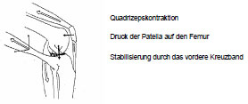 Abb. 10: Dynamische Stabilitt am Kniegelenk (McLeod und Blackburn, 1980).