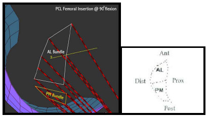 Figure 4-2: LEFT - Sagittal view of femoral locations of the anterolateral (AL) and posteromedial (PM) ligament bundle in a SIMM model. RIGHT  Image from Harner et al. (1999). Total femoral insertion areas compared favorably to values reported by Harner et al. (1999)