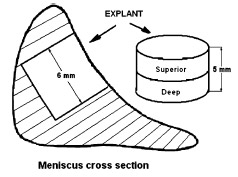 FIGURE 4. Cross-section of the meniscus with the direction of the cut and explants showing superior and deep zones.