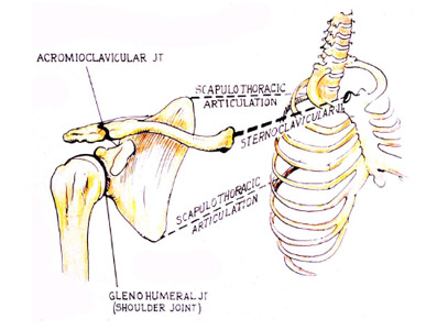 Figure 1 The intercalated joints of the shoulder complex.