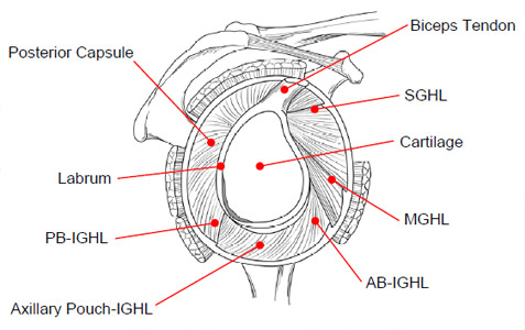 Figure 6 Static restraints of the shoulder joint complex.