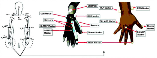 Figure 6. Extension of upper-limb kinematic model with additional markers on third and fifth metacarpophalangeal (MCP) joints and tips of index finger and thumb. Circle indicates additional markers used on hand. Directions are based on perspective of viewer. ec = elbow joint center, mlacr = left acromion process marker, mlelb = left olecranon marker, mlrad = left radial styloid marker, mracr = right acromion process marker, mrelb = right olecranon marker, mrrad = right radial styloid marker, mstrn = sternal notch marker, RAD = radial styloid, Sc = shoulder center, tc = trunk center, ULN = ulnar styloid, xle = x-axis of left elbow, xlw = x-axis of left wrist, xre = x-axis of right elbow, xrw = x-axis of right wrist, xt = x-axis of trunk frame, zle = z-axis of left elbow, zlw = z-axis of left wrist, zre = z-axis of right elbow, zrw = z-axis of right wrist, zt = z-axis of trunk frame, (x) = circumference of shoulder around acromion and axilla.