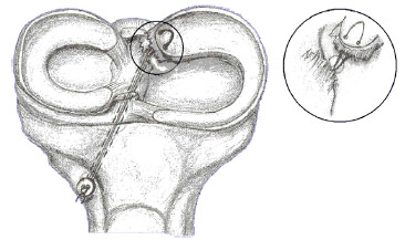 Biomechanics - Fig.2